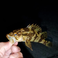 タケノコメバルの釣果