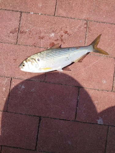 コノシロの釣果