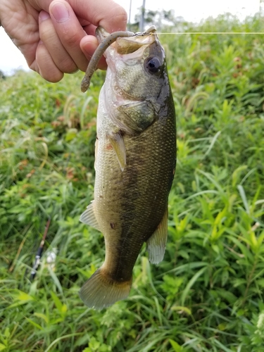 ラージマウスバスの釣果