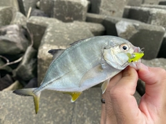 メッキの釣果