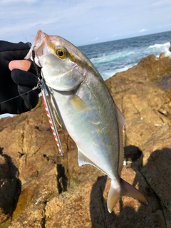 ショゴの釣果