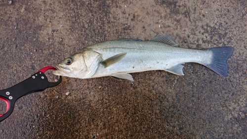 スズキの釣果