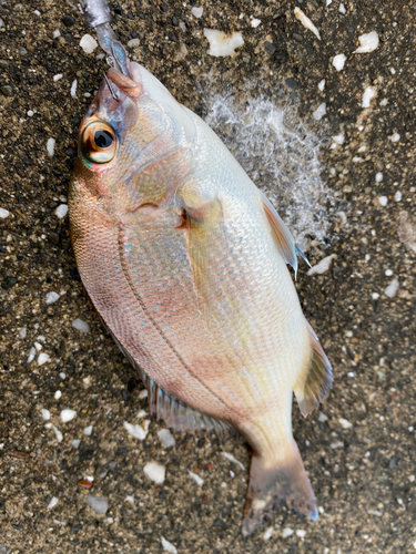 マダイの釣果