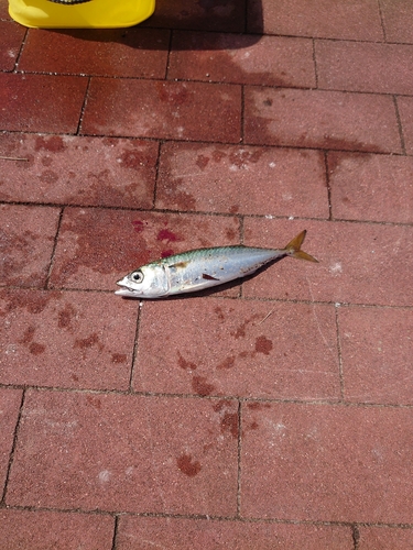 サバの釣果