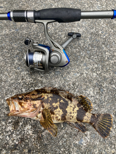 ソイの釣果