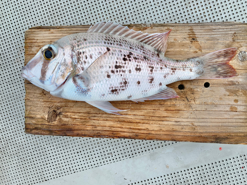 シロダイの釣果