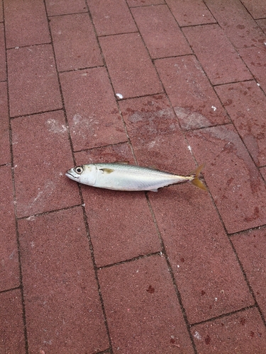 サバの釣果