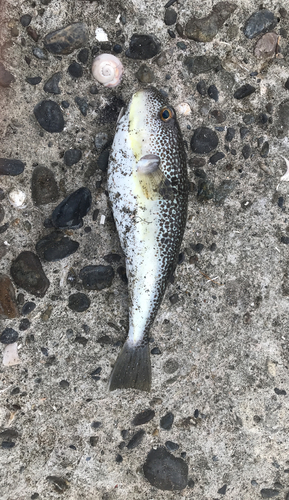 ショウサイフグの釣果