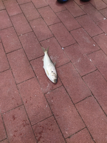 コノシロの釣果