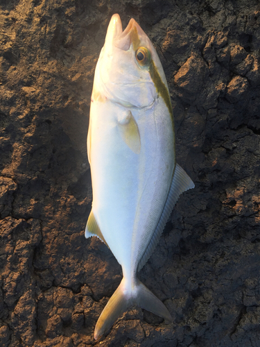 ショゴの釣果