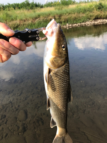 コイの釣果