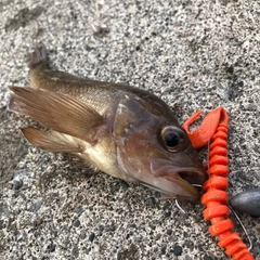 エゾメバルの釣果