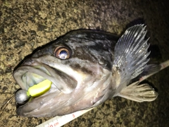 クロソイの釣果