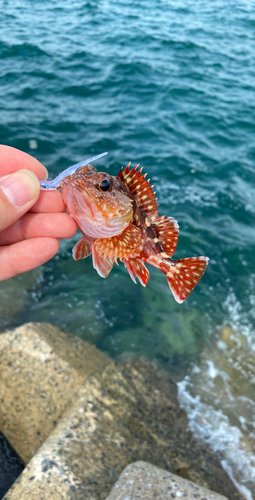 カサゴの釣果