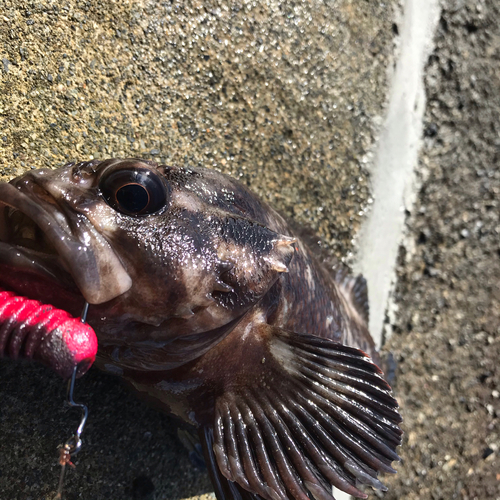 ハチガラの釣果