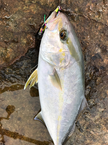 シオの釣果