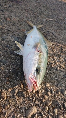 ワカシの釣果