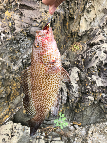 オオモンハタの釣果