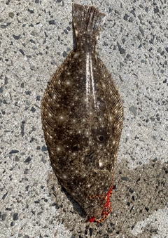 ヒラメの釣果