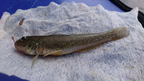 ハゼの釣果