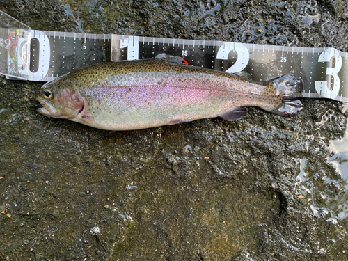 ニジマスの釣果