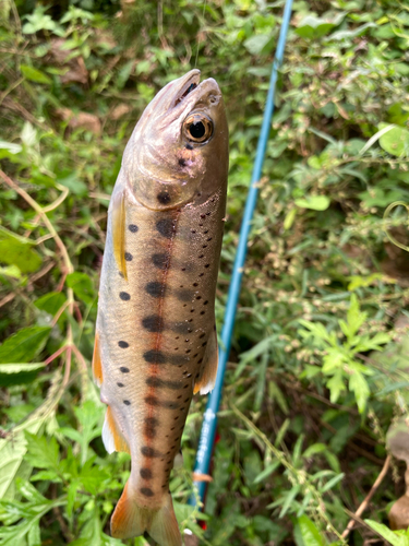 ヤマメの釣果