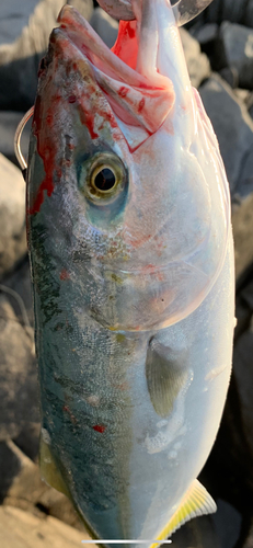 イナダの釣果