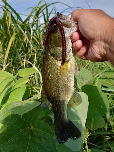 ブラックバスの釣果