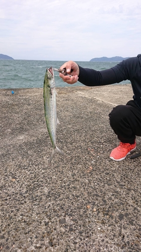 サゴシの釣果