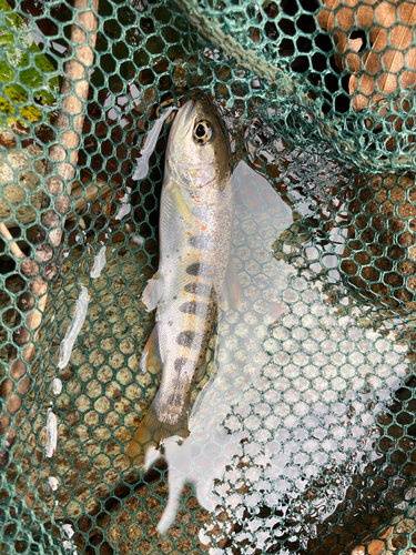 アマゴの釣果