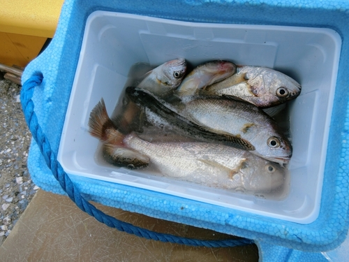 イシモチの釣果