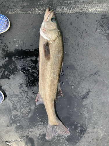 スズキの釣果