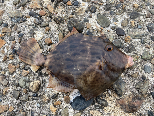 カワハギの釣果