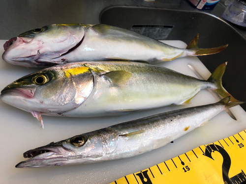 ツバスの釣果