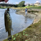 スモールマウスバス