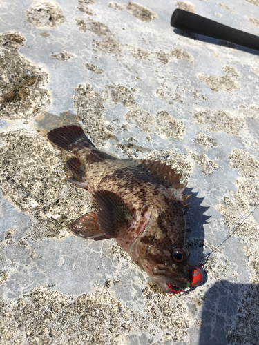 ムラソイの釣果