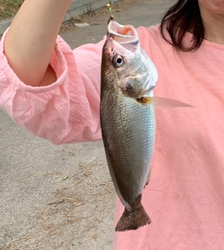 イシモチの釣果