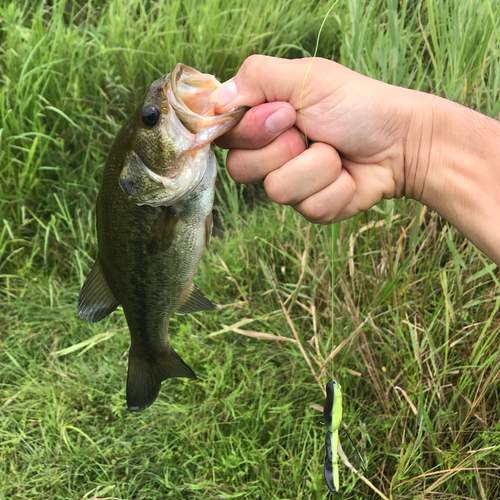 ブラックバスの釣果