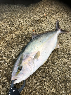 シオの釣果