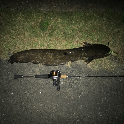 ナマズの釣果