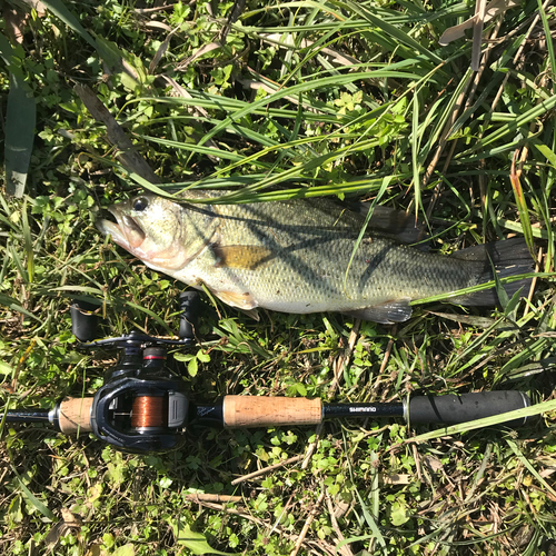 ブラックバスの釣果