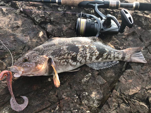 アイナメの釣果