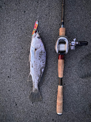 ニベの釣果