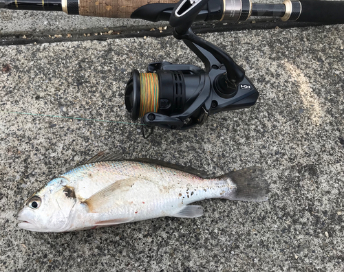 イシモチの釣果