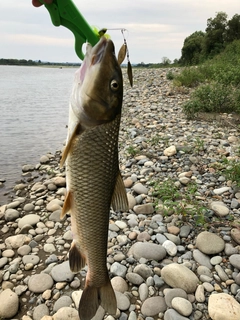 ニゴイの釣果