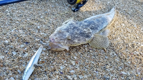 ミナミマゴチの釣果