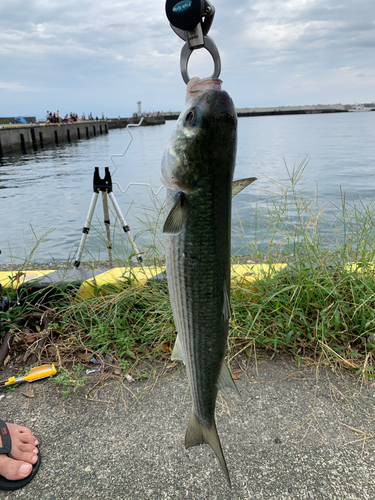 ボラの釣果