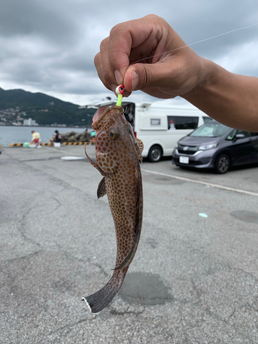 オオモンハタの釣果