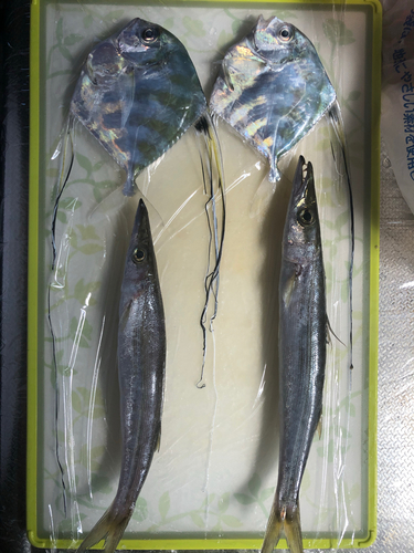 カマスの釣果