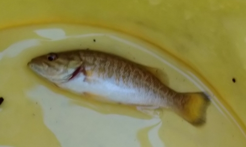 スモールマウスバスの釣果